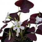 1 Live Plant Beautiful Purple Shamrock #CDYB2