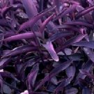 3 Well Root Purple Queen Heart #CDYB2