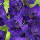 5 Bulbs - Purple Flora Gladioli Large #SLCT3