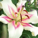 1 Bulbs - Bonbini Lily Beautiful New Flower #SLCT3