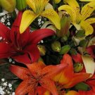 3 Bulbs - "Spectacular Lily Mix #SLCT3