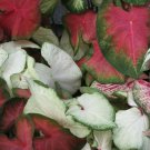 10 Fresh Bulbs - Fancy Mix Caladiums #SLCT3