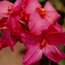 1 Bulbs - Pink Futurity Dwarf Canna Lily #SLCT3