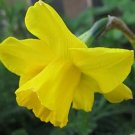 10 Fresh Bulbs - Golden Ducat Double Daffodils #SLCT3
