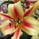 1 Fresh Bulbs - Lavon Giant Orienpet Lily #SLCT3