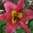 1 Fresh Bulbs - Satisfaction Giant Orienpet Lily #SLCT3