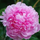 1 Fresh Bulbs - Double Pink Flowering Peony #SLCT3