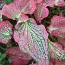 3 Fresh Bulbs - Pink Symphony Caladiums Flowering #SLCT3