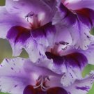 10 Fresh Bulb - Purple Passion Mixed Large Gladiolus #SLCT3