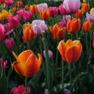 10 Fresh Bulbs - Spectacular Tulip Flowering Mix #SLCT3