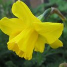 10 Fresh Bulbs - Giant Dutch Master Golden Daffodils
