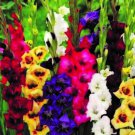 10 Fresh Bulbs - Gladiolus Bulbs Spectacular Border Flower Mix #SLCT3
