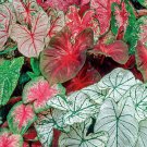 5 Fresh Bulbs - Fancy Mix Caladiums #SLCT3
