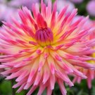 1 Fresh Tuber - Karma Sangria Dahlia Mix Root #SLCT3