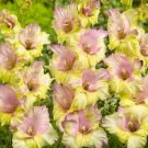 10 Fresh Bulbs - Supreme Mixed Large Gladiolus #SLCT3