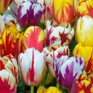 5 Fresh Bulbs - Spectacular Tulip Flowering Mix #SLCT3