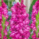 5 Fresh Bulbs - Deluxe Mixed Large Gladiolus #SLCT3