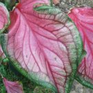 5 Fresh Bulbs - Pretty Florida Sweetheart Caladiums #SLCT3