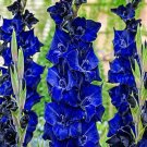 10 Fresh Bulbs - Blues Mix Large Gladiolus #SLCT3