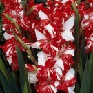 20 Fresh Bulbs - Deluxe Colors Mix Large Gladiolus #SLCT3