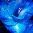10 Fresh Bulbs - Perennials Blue Blends Flowering Mix #SLCT3