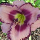 1 Fresh Bulbs - Royal Braid Daylily Beautiful #SLCT3