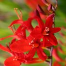 2 Fresh Bulbs - Beautiful Lucifer Crocosmia Red #SLCT3