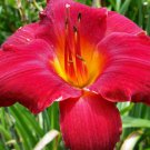 1 Fresh Bulbs - Royal Exchequer Daylily #SLCT3