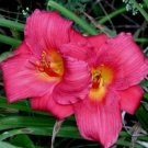 1 Fresh Bulbs - Wine Delight Daylily #SLCT3