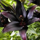 1 Fresh Bulbs - Queen of the Night Lily #SLCT3