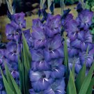 20 Fresh Bulbs - Mojito Gladiolus New Large Flower #SLCT3