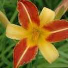 1 Fresh Bulbs - Franz Hals Daylily #SLCT3