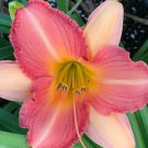 1 Fresh Bulbs - Royal Exchequer Daylily #SLCT3