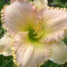 1 Fresh Bulbs - Pretty Woman Daylily #SLCT3
