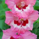 20 Fresh Bulbs - Wine & Roses Pink & Red Flowering Gladiolus #SLCT3