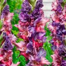 10 Fresh Bulbs - Spectacular Mixed Colors Gladiolus #SLCT3