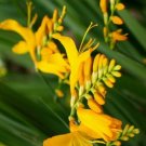 2 Fresh Bulbs - Yellow George Davidson Crocosmia #SLCT3