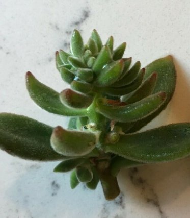 1 Cutting - Echeveria harmsii 'Ruby Slippers' Furry Plush 2" #LRNT7