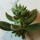 1 Cutting - Echeveria harmsii 'Ruby Slippers' Furry Plush 2" #LRNT7