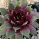 1 Live Plant - Semprevivum Ruby Heart Hens and Chicks Cactus Cacti Potted #PLTD8