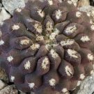 1 Live Plant - Neochilenia Heinrichiana Setosiflora Cactus Cacti Potted #PLTD8