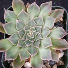 1 Live Plant - Graptopetalum Tacitus Bellus Super Star Cactus Cacti Potted #PLTD8