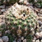 1 Live Plant - Frailea Grahliana Cactus Cacti Potted #PLTD8