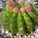 1 Live PLant - Notocactus Ottonis or Wigginsia Nothohorstii Cactus Potted #PLTD8