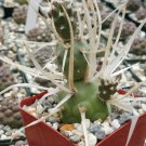 1 Live Plant - Tephrocactus Articulatus Papyracantus Real Cactus Potted #PLTD8