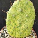 1 Live Plant - Opuntia Sunburst Variegata Cactus Cacti Potted #PLTD8