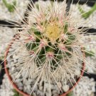 1 Live Plant - False Saguaro Cordon Pachycereus Pringlei Small Cactus Potted #PLTD8