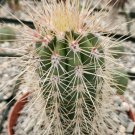 1 Live Plant - False Saguaro Cordon Pachycereus Pringlei Small Cactus Potted #PLTD8