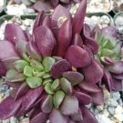1 Live Plant - Anacampseros Rufescens Cactus Cacti Potted #PLTD8