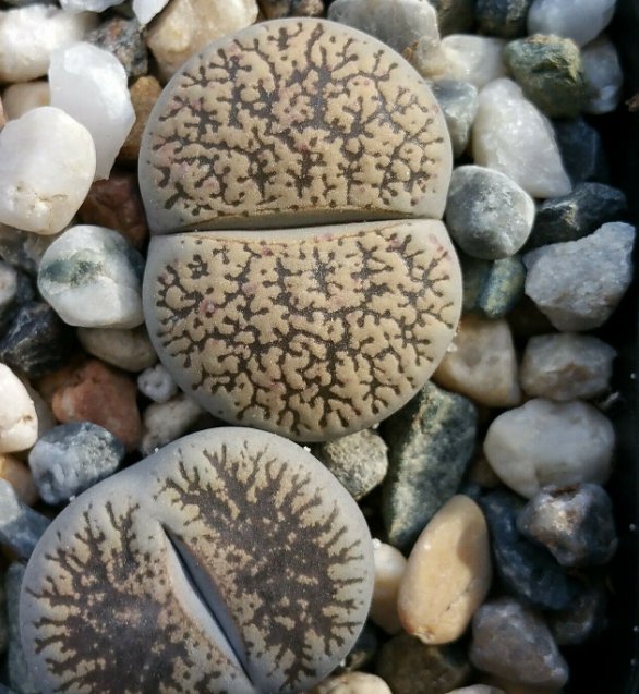 1 Bareroot - Lithops Living Stone Plant Real Cactus #PLTD8
